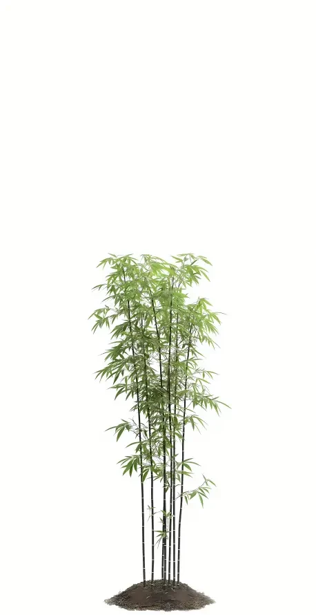 咩咩和嘎嘎